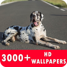 Great Dane Live Wallpapers HD icon