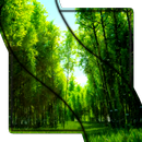 Green Forest HD Video LWP APK