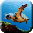 Green sea Turtle Live Wallpap