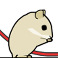 hamster