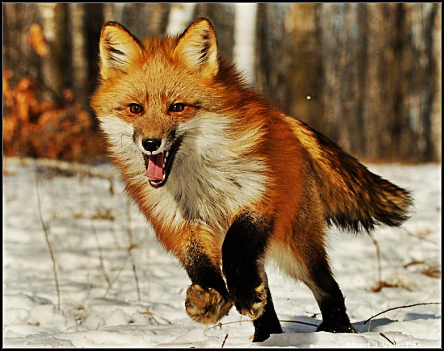 Very fox. Лиса. Лиса бежит. Обыкновенная лисица. Лисенок бежит.