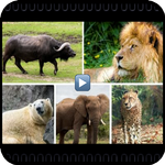 Wild animals documentaries online APK