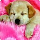 Puppy pink lovely APK