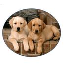 Perros y Cachorros Traductor APK