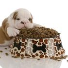 Natural Dog Food Recipes 图标