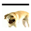 Dog Live Wallpaper APK