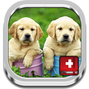 Dog Symptoms Cure APK