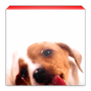 Dog Screen Live Wallpaper APK