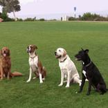 Dog Training Practical Guide