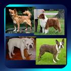 Dog Breed Picture Quiz ไอคอน