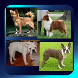 Dog Breed Picture Quiz ícone