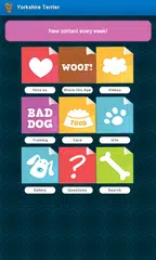 Descargar APK de Yorkshire Terrier