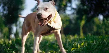 Pitbull Dogs