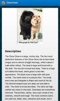 Chow Chow Dogs ภาพหน้าจอ 1