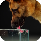 Dog Drinking Water Video Wallp-icoon