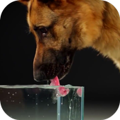 Dog Drinking Water Video Wallp icône
