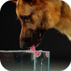 Dog Drinking Water Video Wallp أيقونة