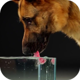 Dog Drinking Water Video Wallp icon