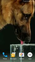 Dog Drinking Water Video Wallp-poster