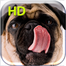 Dog Licks Screen Live Wall-APK