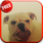 Dog Licking Screen HD LWP icon