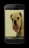 Dog Licking Screen HD LWP poster