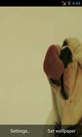 Dog Licking Screen HD LWP screenshot 2