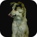 Dogs In Slow Motion Video APK
