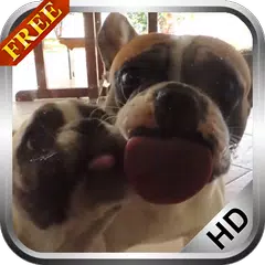 Dog Licking Screen Video LWP