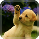 Dog Breeds APK