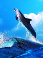 Всё о Дельфинах 截圖 1