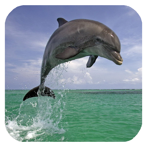 El delfín 3d. Vídeo De Fondo