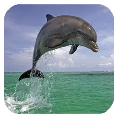 Il delfino 3d. Video Di Sfondo