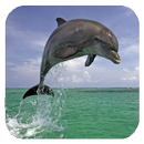 Lumba 3d. Video wallpaper-nya APK