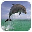 Dolphin 3d. Video Wallpaper