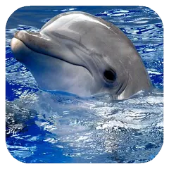 Dolphins. Live Video Wallpaper アプリダウンロード