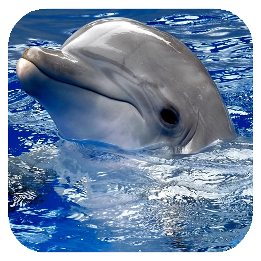 Dolphins. Live Video Wallpaper