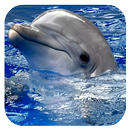 Dolphins. Live Video Wallpaper APK