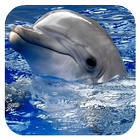 Dolphins. Live Video Wallpaper आइकन