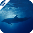 Dolphins Underwater Video Live APK