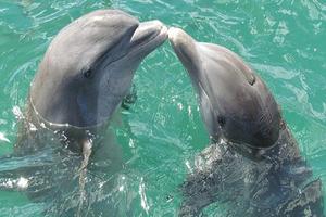 Dolphins Jigsaw Puzzle gönderen