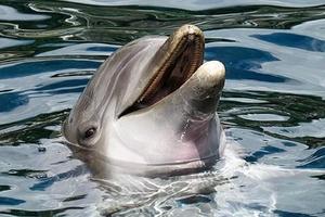 1 Schermata Dolphins Jigsaw Puzzle