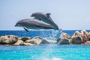 Dolphins Jigsaw Puzzle screenshot 2