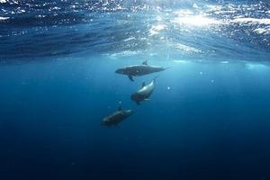 Dolphins Jigsaw Puzzle 스크린샷 3