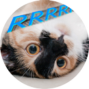 Ronronar de gato APK