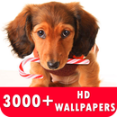 Dachshund Live Wallpapers HD APK