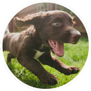 Animal Sounds Lite APK