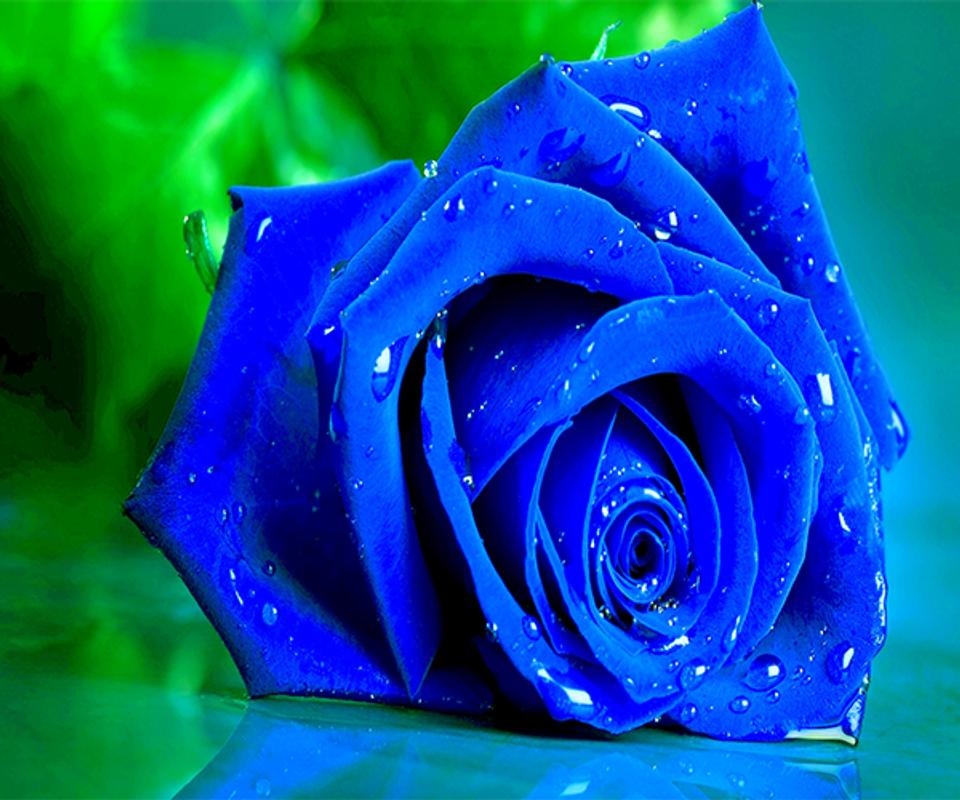 Blue Rose Wallpaper Free Download - Blue Rose HD Wallpapers Pictures