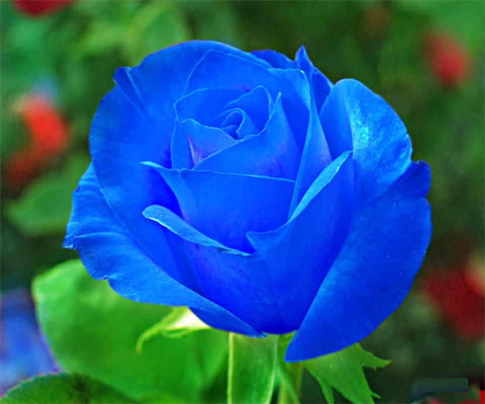  mawar biru wallpaper for Android APK Download