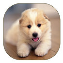 Cute Dog Live Wallpaper APK